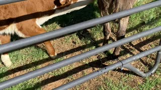 Norman the Calf and Donkey Meeting