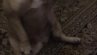 Dancing Dog Has Got Some Moves