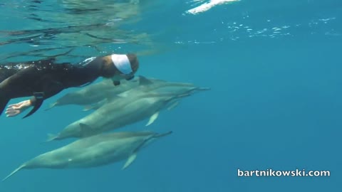 Wild Dolphins play with Humans in the Ocean