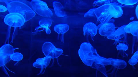 Jellyfish in a water tank
