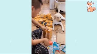 Dog Funny Funny Videos