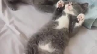 Cute kittens cuddle