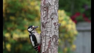 Interesting Facts About Woodpecker