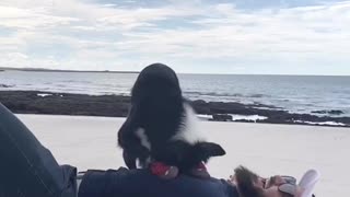 Rescue Border Collie Practices Her CPR