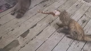 Raccoon Nabs Yummy Leftovers from Cat