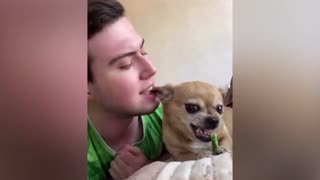 Funny Dog Videos 2021🤣🤣🤣