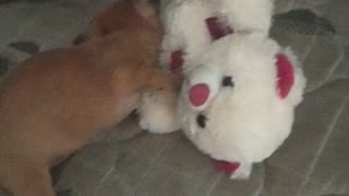 Puppy pinsher playing with teddy