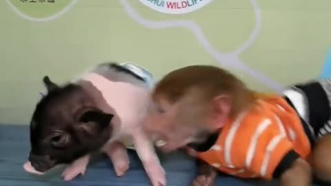 Little monkey playing with cute piggy