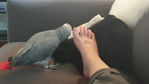 My parrot has a foot fetish