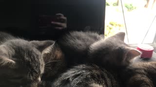 Cute Kitten Cuddle Puddle