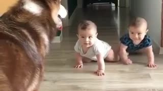 Cute dog playing with kids