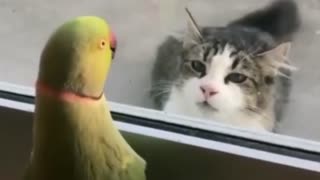 Parrot plays peek-a-boo