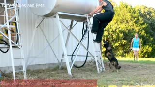 Dogs Protecting Their Owners 🐶 Dog Training