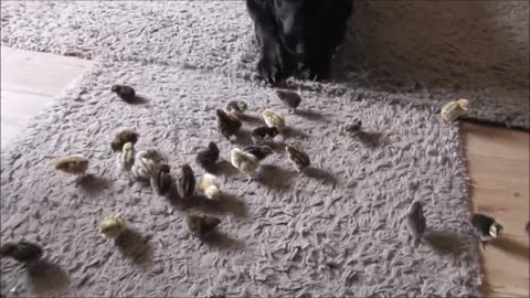 German Shepherds Introduced To Newly Hatched Chicks