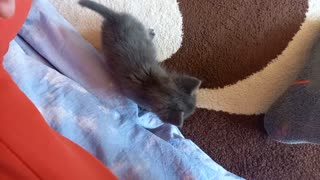 Adorable little kitten preciously plays