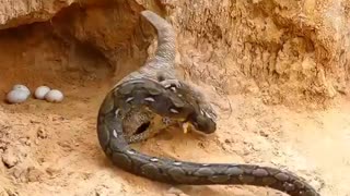 Snake Attack Comodo Dragon Family !! Wild Animal Attack