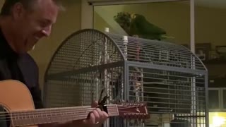 Singing Parrot Turns Cage into Stage