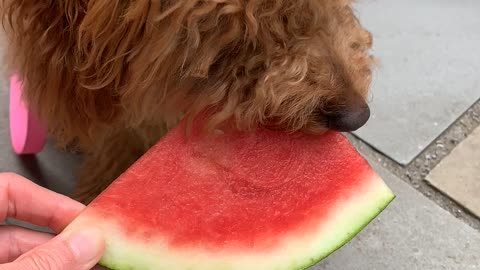 Puppy’s first watermelon