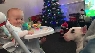 Adorable baby can't stop laughing at hungry doggy
