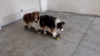 Both Dogs Skateboarding Together