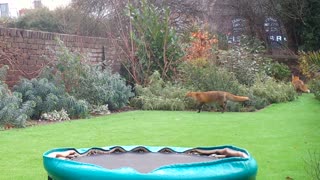 Couple of Foxes Having Fun