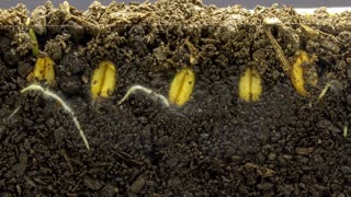 Wheat Seed Growing Timelapse