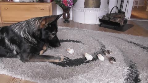 German Shepherd welcomes newly hatches chicks