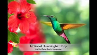 National Hummingbird Day!