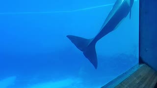 Killer whale slow swim underwater