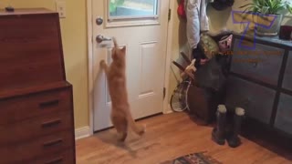 HAVE A LAUGH WITH THIS FUNNY CAT VIDEO