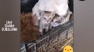 Cut cat mom which chicken 🐔