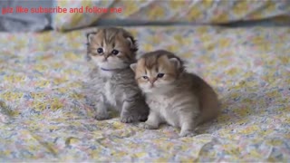 Cute Baby kittens playing