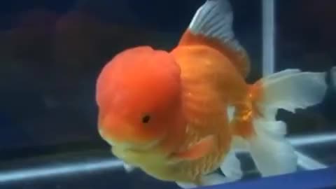 Faniy fish video