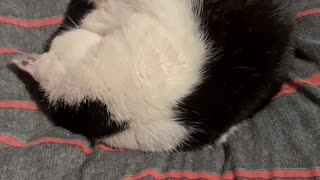 Sleeping cat 1