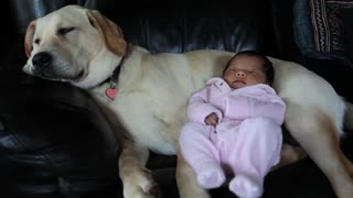 Baby enjoys relaxing cuddle with sleeping Labrador