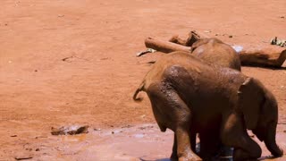 Baby Elephants In Mud