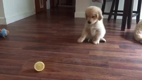 Golden Retriever puppy severely confused by lemon slice