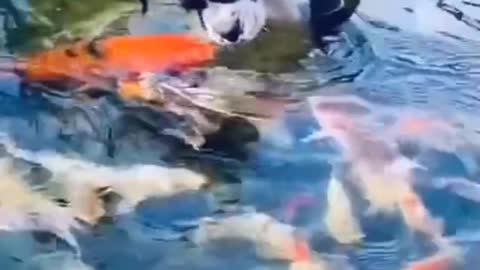 Dog playing with fish