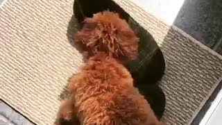 Puppy loves playing with owner's slippers