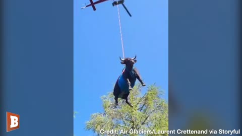 Injured Cow “Goddess” Keeps Her Cool as She's Airlifted to Safety