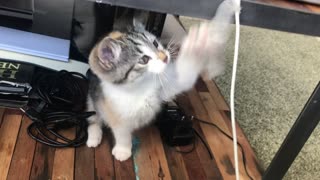 Cute small kitten