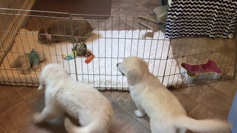 Golden Retriever puppies excited to see pet rabbit