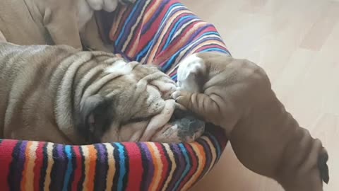 Watch What Happens When This Cute Little Bulldog Tries To Wake Up Sleepy Mommy