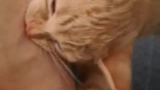 Cat attacks its prey