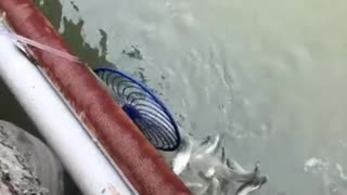 Best Fishing Video | Amazing Fishing | China Fishing