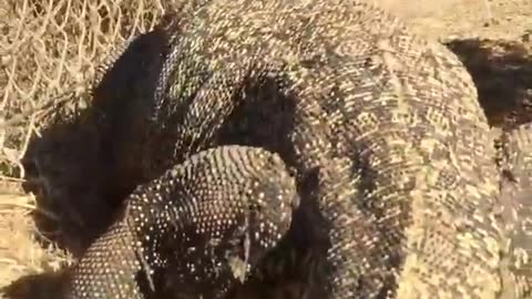 Very Dangerous Comodo Dragon | Animals Video | Wild Animals | Animals | #Shorts