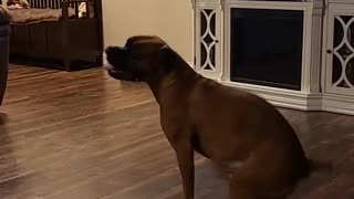 Hyper Boxer Pup Spins Out Her Zoomies