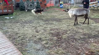 Dog Tries To Walk A Reindeer With Rope