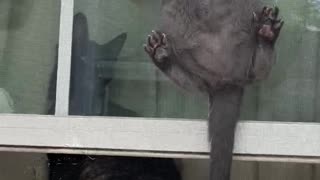 Acrobatic Kitty Climbs up Window Screen