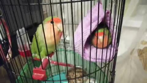 My pet parrots in a cage chirp.